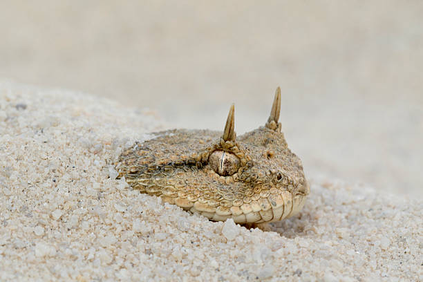 víbora cornuda esconden en desierto de arena - viper fotografías e imágenes de stock