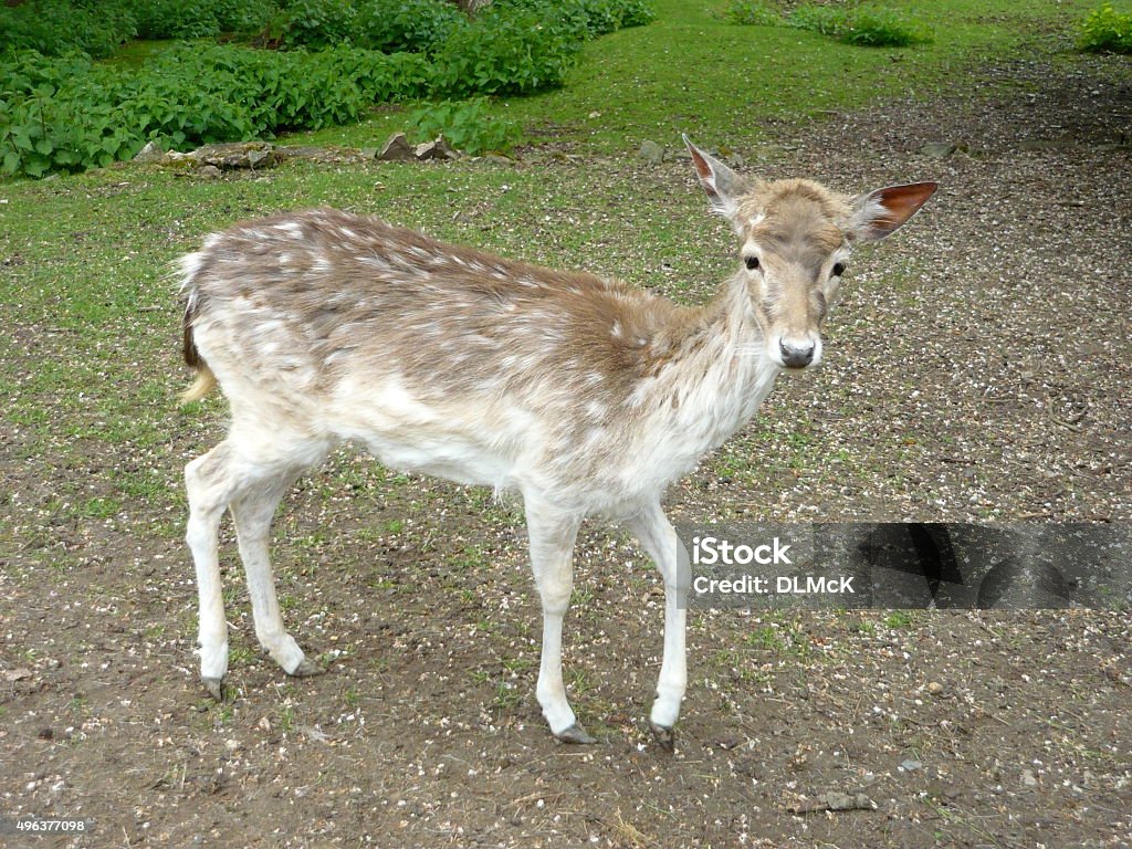 Oh Deer Stock Photo - Download Image Now - 2015, Animal, Animal Body Part -  iStock