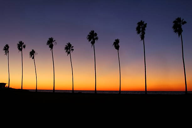 istock Silhoutte of Palm Trees 496377430
