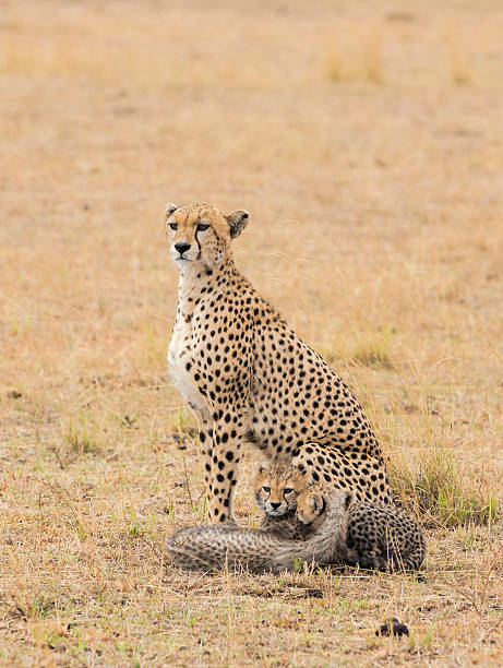 istock Cheeta with two four months old cubs. Masai Mara. 496377720