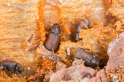 Digital photo of Lesser spruce shoot beetles, Hylurgops palliatus working on wood. This beetle belongs to the Curculionidae family. 