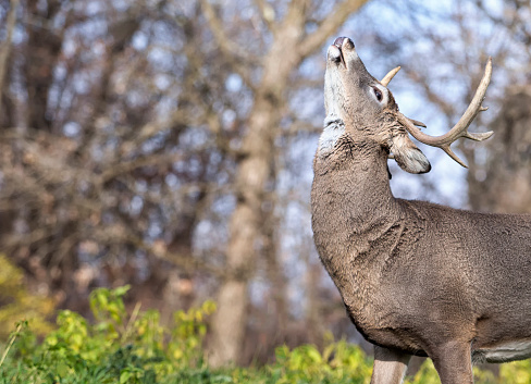 Whitetail deer buck in rut, showing a lip curl or flehmen response