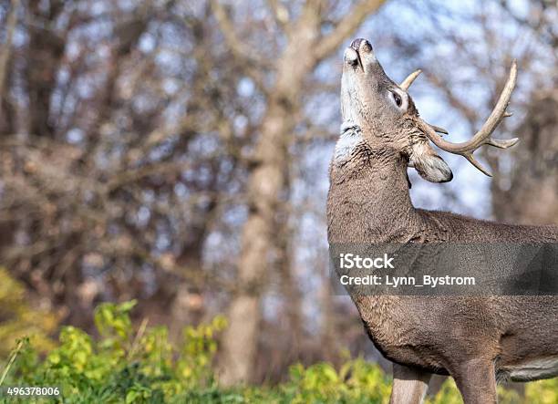 Whitetail Deer Buck In Rut Stock Photo - Download Image Now - Stag, Rutting, Common Whitetail Dragonfly