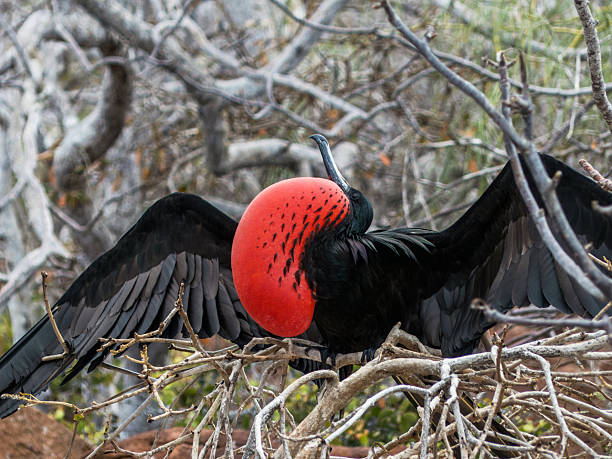 istock Male frigatebird 496378022