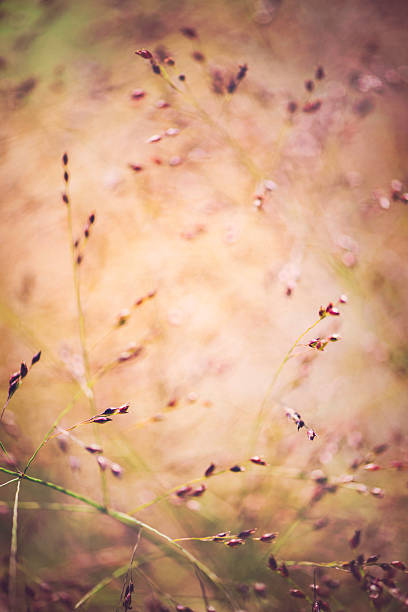 istock Wild grasses rustling in a soft summer breeze. Abstract nature 496378660