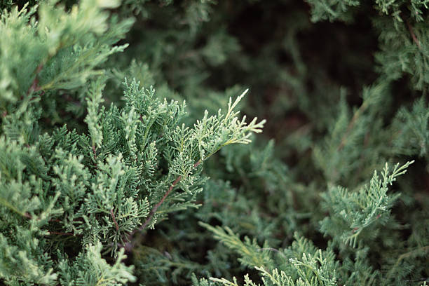 istock Detail of Juniper Bush 496380632