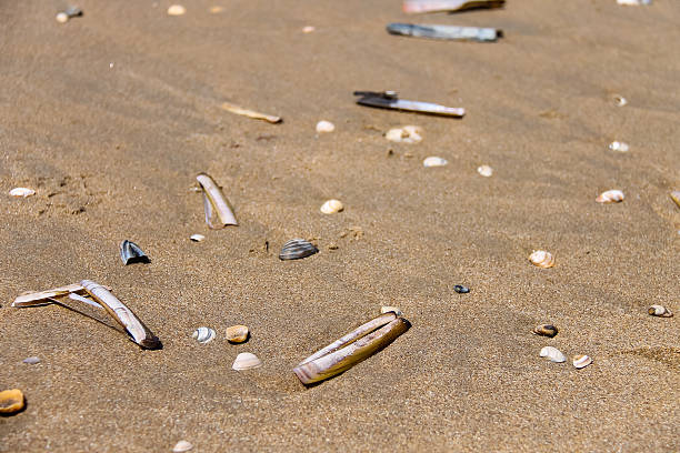 istock Sea shells on wet sand. Summer North sea 496384026