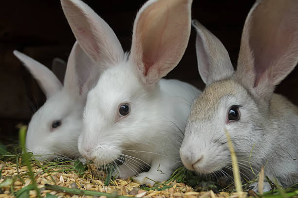 Gruppo domestico rabbits mangia cereali cereali in farm hutch - foto stock