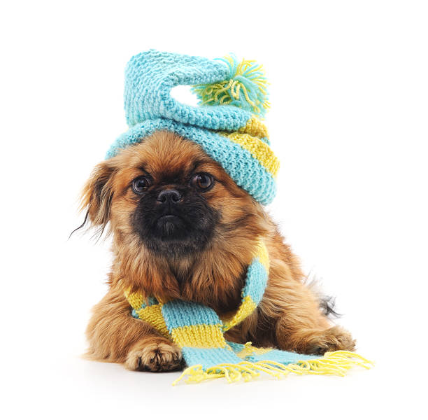 istock Dog in a hat and scarf. 496384082