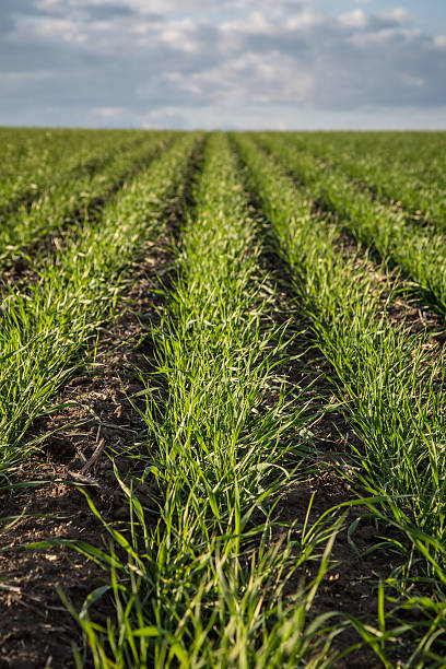 Field of Wheat in the Spring stock photo