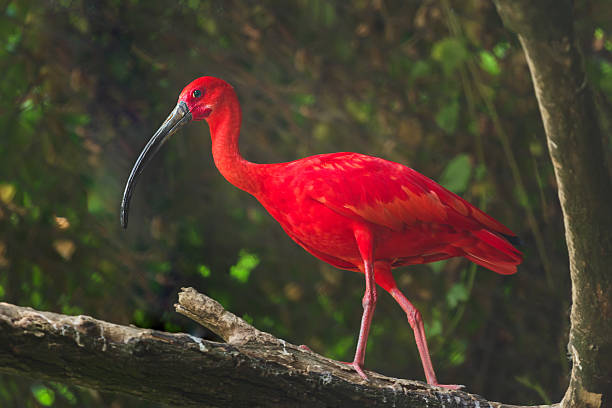 ibis escarlata se Nacional Avícola de Trinidad y Tobago - foto de stock