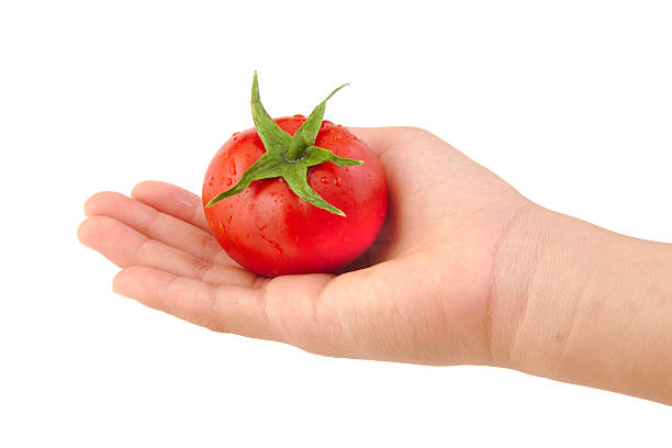 istock Whole tomato in human hand isolated on a white background 496385912