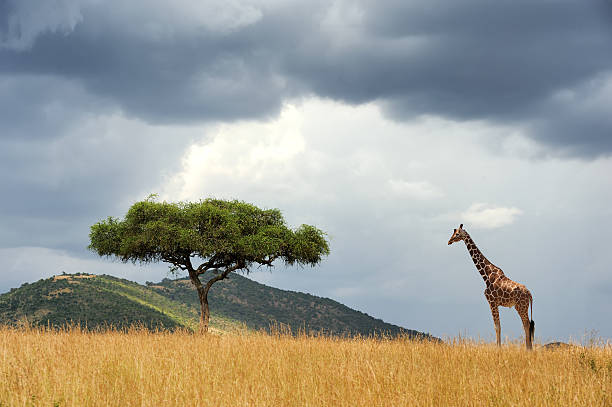 istock Landscape with tree in Africa 496385978