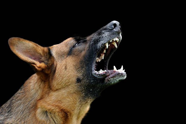 istock Angry dog on dark background 496386016
