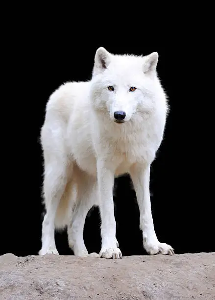White arctic wolf on dark background