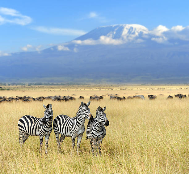 istock Zebra on grassland in Africa 496386510