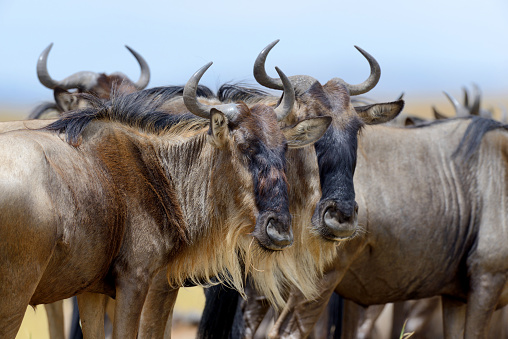 Portrait of a wildebeest, National park of Kenya, Africa