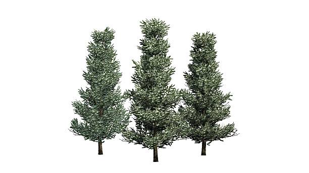 istock Fraser Fir winter - trees isolated on white background 496387180