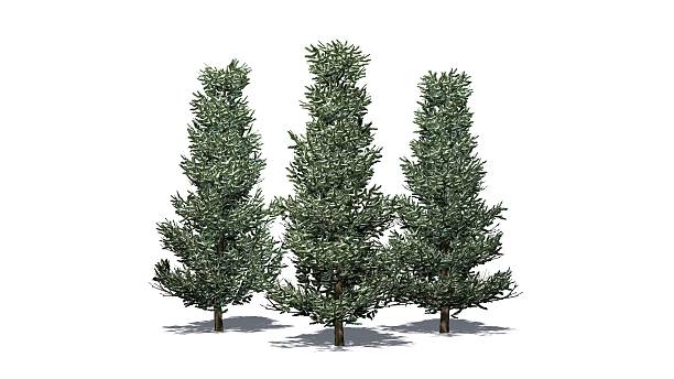 istock Fraser Fir trees in winter with shadow 496387470