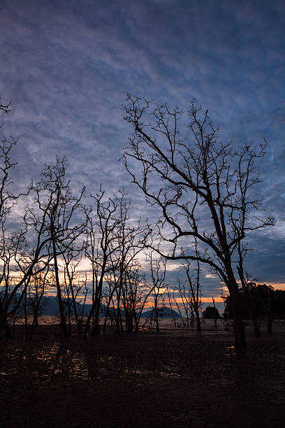 istock Dead forest and muddy beach at twilight 496389354
