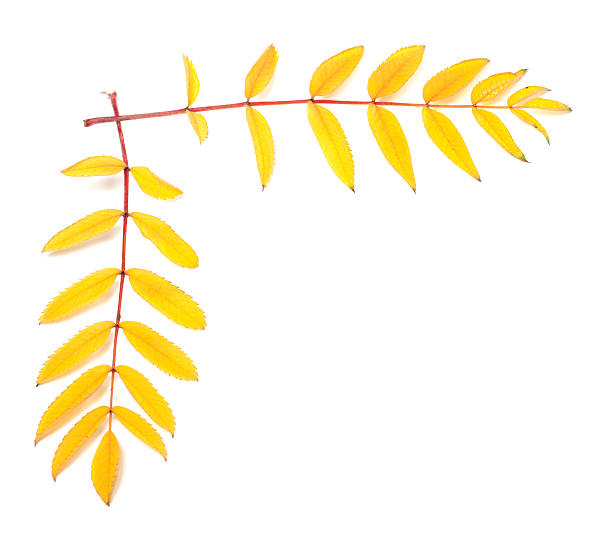 istock Yellow autumn rowan leaves 496389682