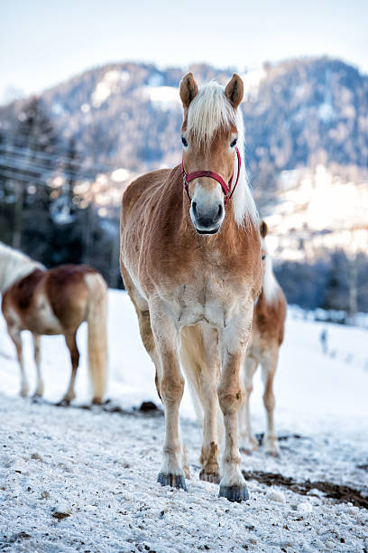 istock Horse portrait on the white snow while looking at you 496390014