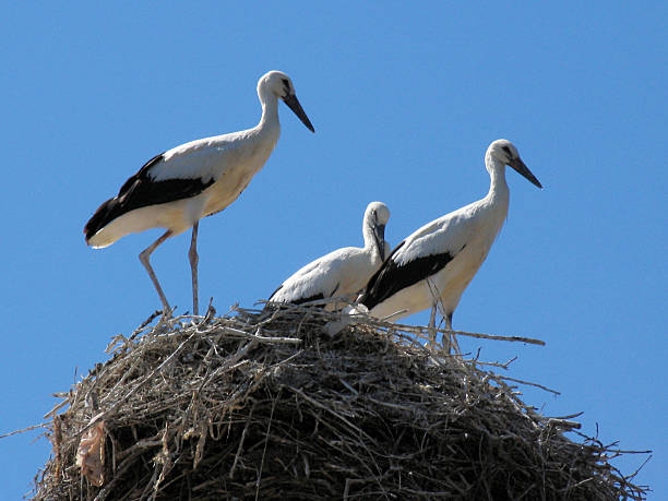 istock Family storks in the nest 496390772