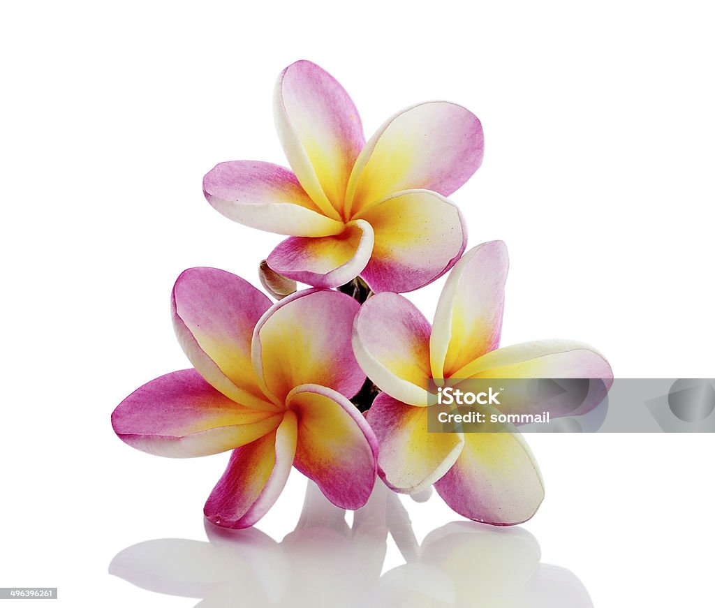 Flor de Frangipani isolada no fundo branco - Foto de stock de Cabeça da flor royalty-free