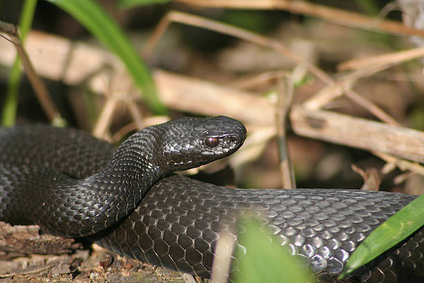 istock Nicholas viper in the grass on a meadow. 496396447