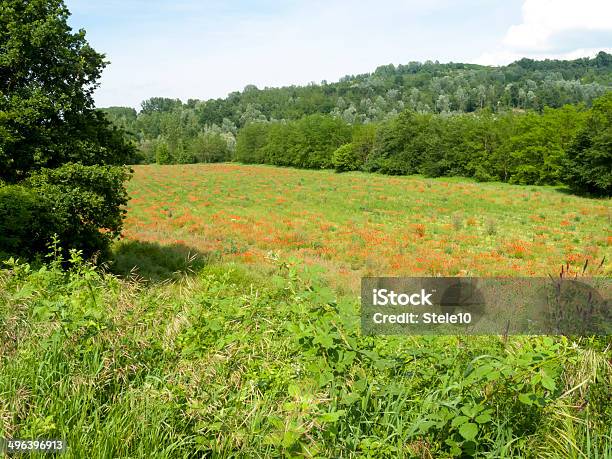 Campo De Papoila - Fotografias de stock e mais imagens de Ajardinado - Ajardinado, Campo agrícola, Cena Não Urbana