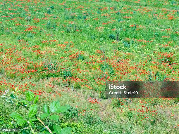 Campo De Papoila - Fotografias de stock e mais imagens de Ajardinado - Ajardinado, Campo agrícola, Cena Não Urbana