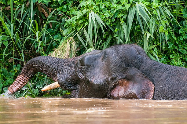 Elephants in the wild Pigmy elephant in the wild at the Kinabatangan river in Sabah, Borneo, Malaysia kinabatangan river stock pictures, royalty-free photos & images