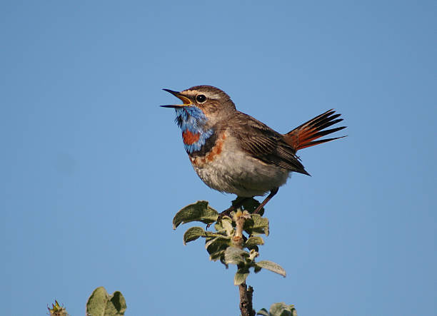istock The male Bluethroat singing in the bush willow. 496397693