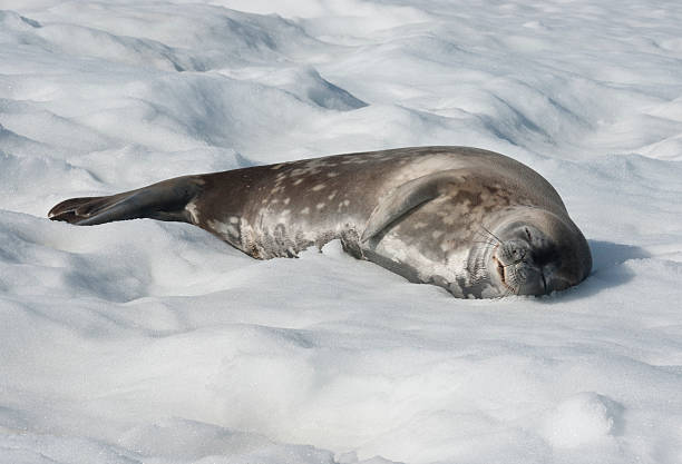 istock Weddell seal lying on a blanket of snow. 496397703