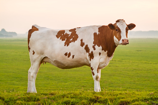 Side view of a typical Dutch red and white milk cow