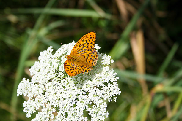 Butterfly-1 A butterfly named Kaisermantel on a flower silver washed fritillary butterfly stock pictures, royalty-free photos & images