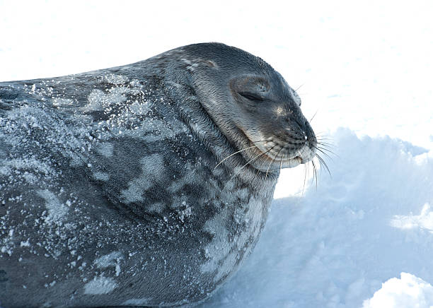 retrato de weddell juntas de dormir en el hielo. - tony snow fotos fotografías e imágenes de stock