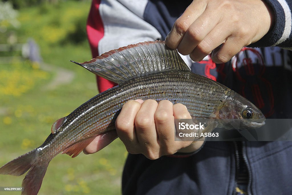 Grayling en primer plano (char ártico) - Foto de stock de Aire libre libre de derechos