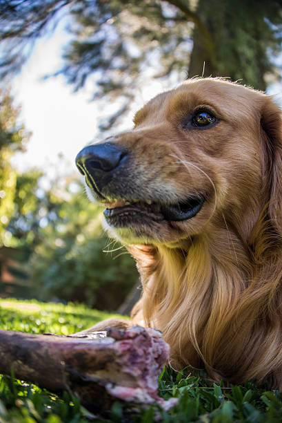 istock Fearless Dog, dangerous eating a Bone. Golden Retriever. 496399467