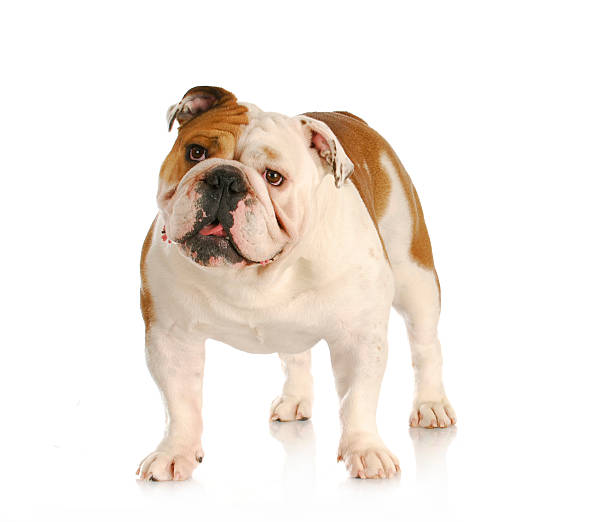 istock english bulldog 496399561