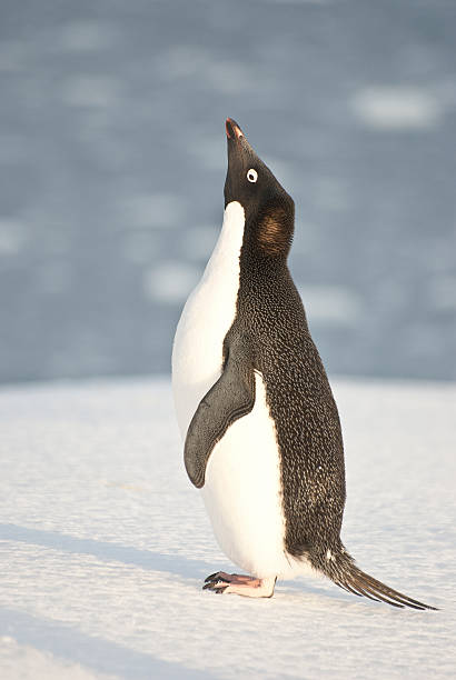 istock Adelie penguin screaming on the beach. 496399701