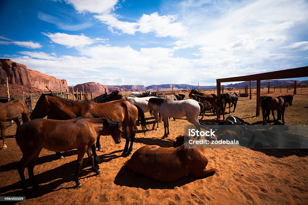Stado koni na Pomnik doliny Arizona, USA - Zbiór zdjęć royalty-free (Czerwony)