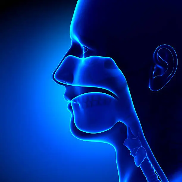 Sinuses - Clear - Head Anatomy