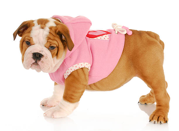 istock puppy wearing dog coat 496402079