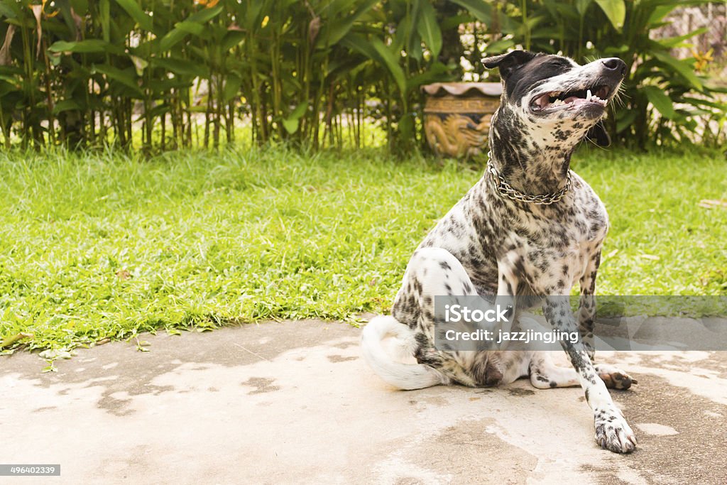 Versessen dalmatian dog - Lizenzfrei Hund Stock-Foto