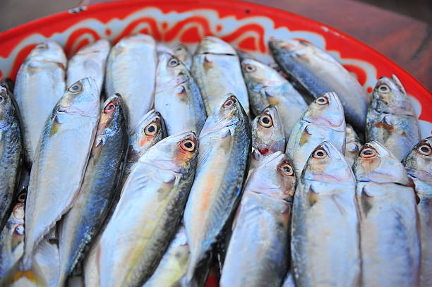 fresh mackerel fishes in local fish market