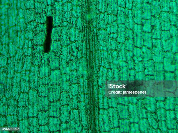 Photo libre de droit de Hydrilla Feuille Vu Sur Microscope banque d'images et plus d'images libres de droit de Biologie - Biologie, Botanique, Cellule végétale