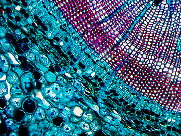 Pine Stem Cross Section On Microscope Pine Stem Cross Section seen on microscope at 200x Magnification. Phase Contrast Optical Microscope plant cell photos stock pictures, royalty-free photos & images