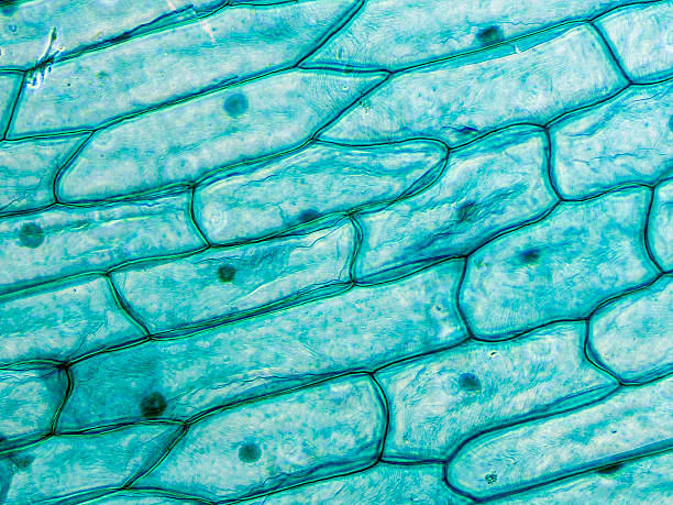 Zwiebel-Epidermis Zellen sichtbar auf Mikroskop – Foto