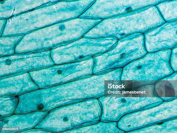 Zwiebelepidermis Zellen Sichtbar Auf Mikroskop Stockfoto und mehr Bilder von Mikroskop - Mikroskop, Zwiebel, Grün